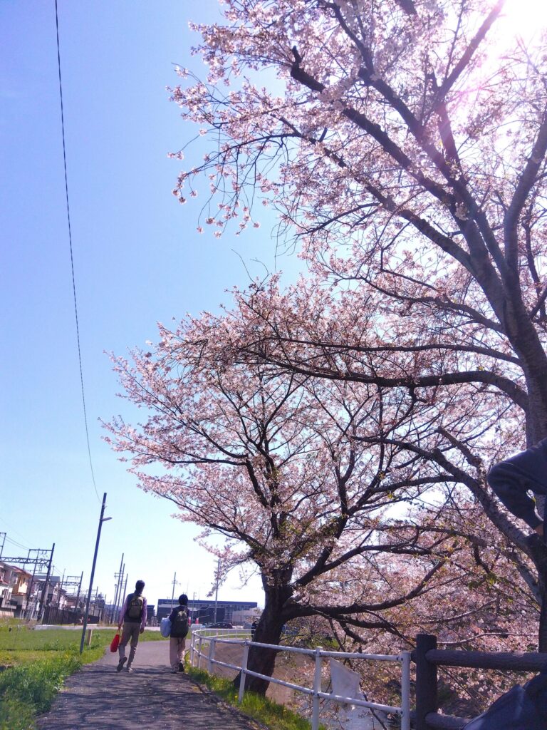 【生駒事業所】お花見