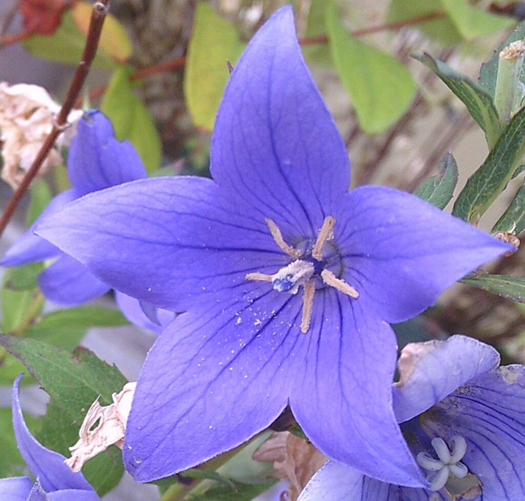【生駒事業所】星の花