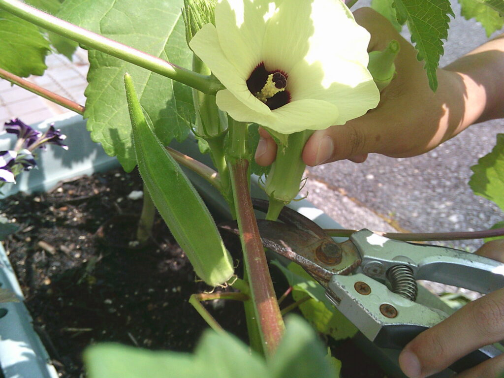 【生駒事業所】夏の実り